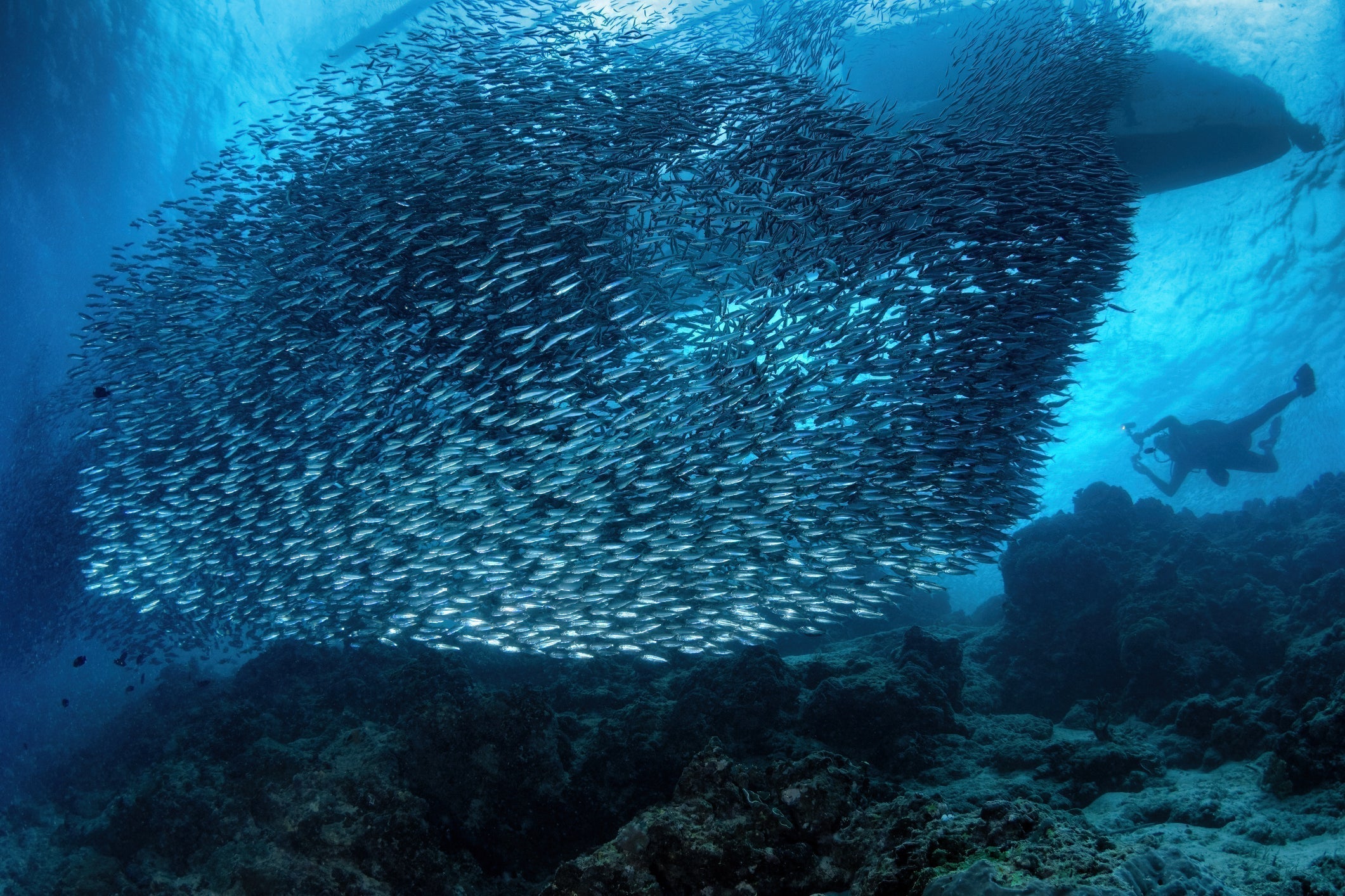 Sardinių būrys po vandenių