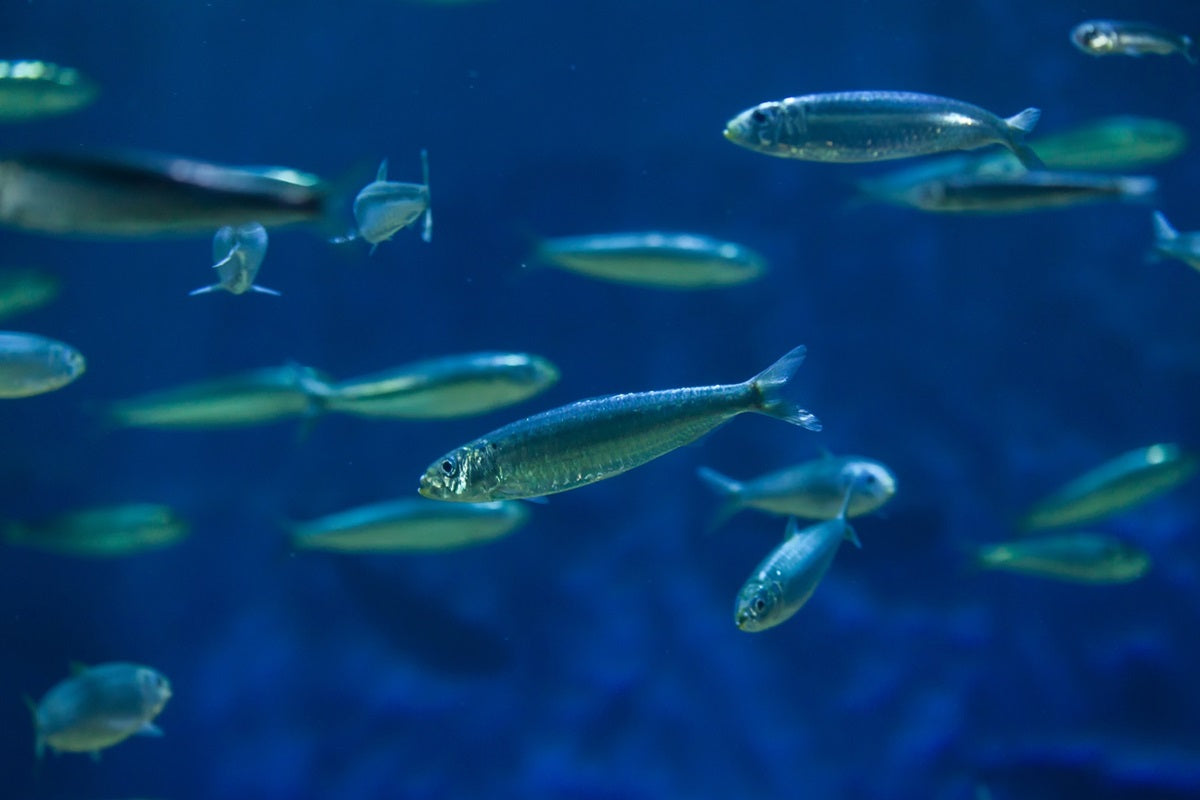 A school of sardines swimming in deep blue ocean water.
